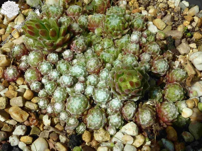 arachnoideum (minutissimum)