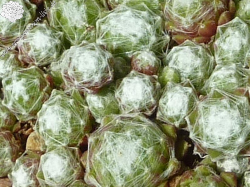 arachnoideum (minutissimum)