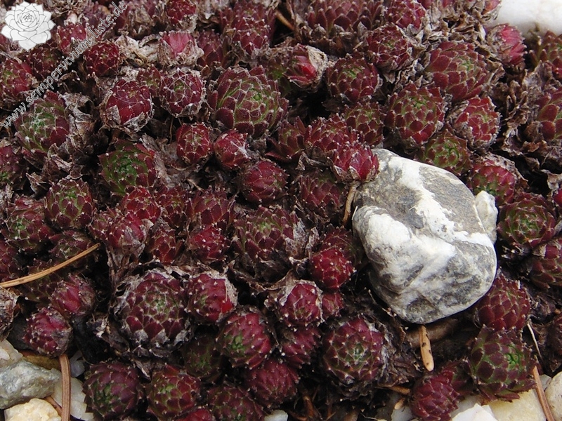 arachnoideum (rubrum) from Wallis