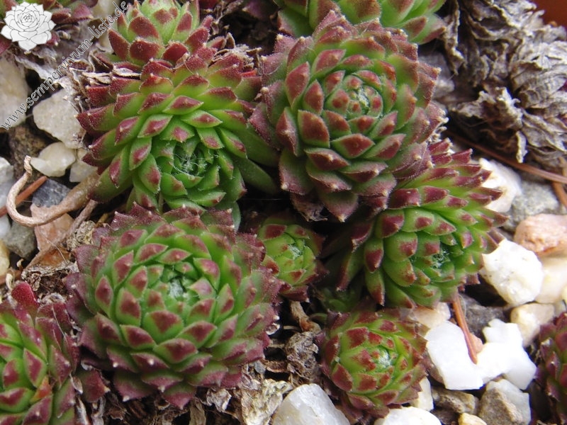 arachnoideum (rubrum) from Wallis