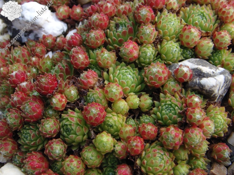 arachnoideum (rubrum) from Wallis