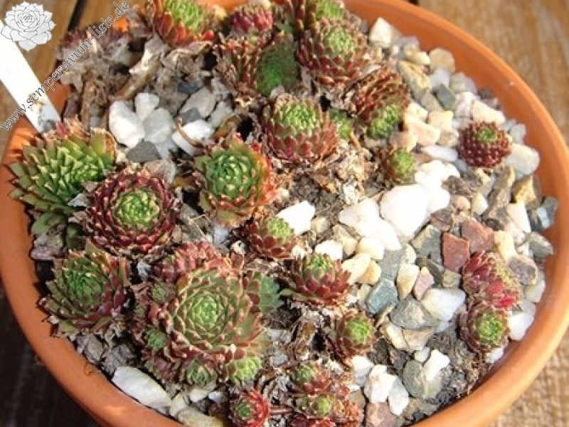 arachnoideum (rubrum) from Wallis