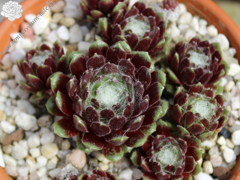 arachnoideum (zarubianum)