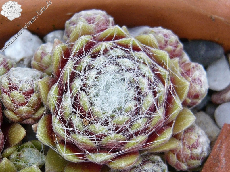 arachnoideum (zarubianum)