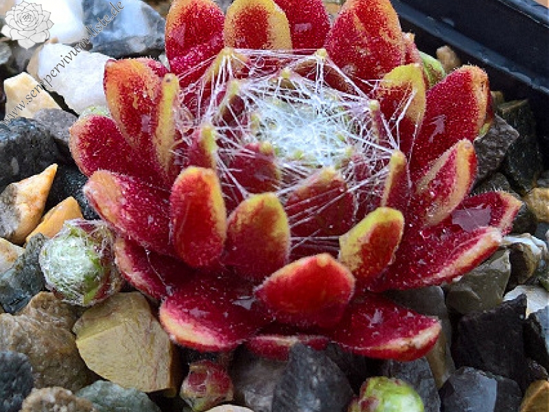 arachnoideum (zarubianum)