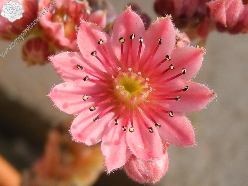 arachnoideum (zarubianum)