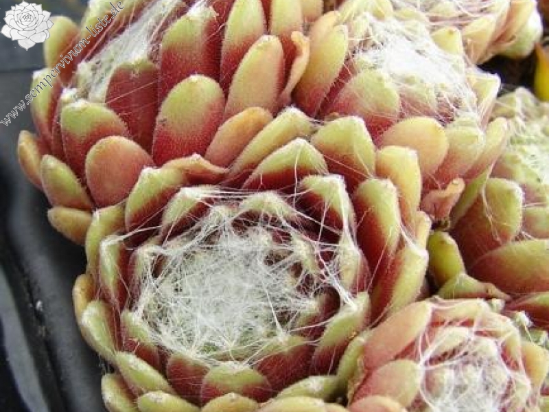 arachnoideum (zarubianum)