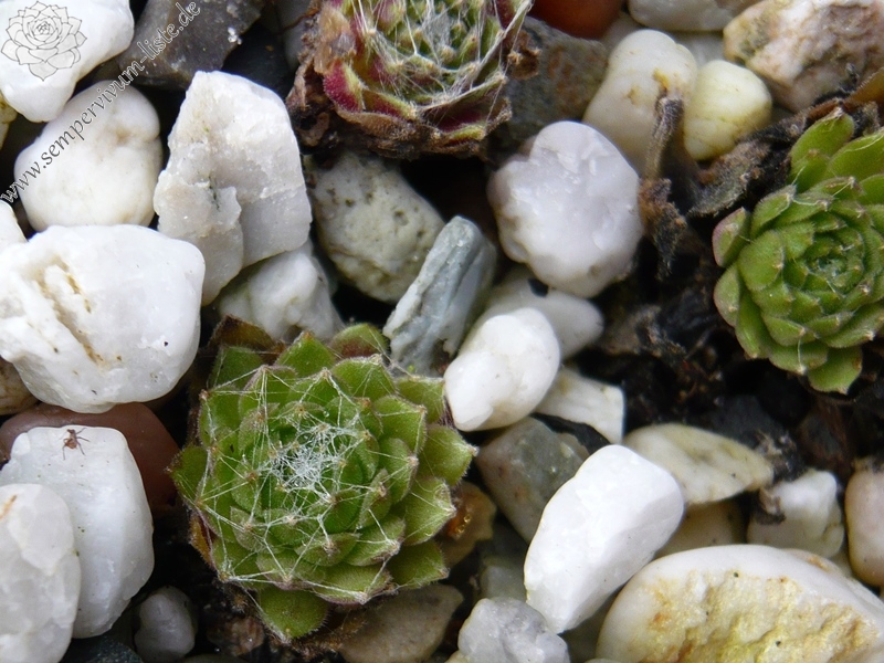 arachnoideum (zarubianum)