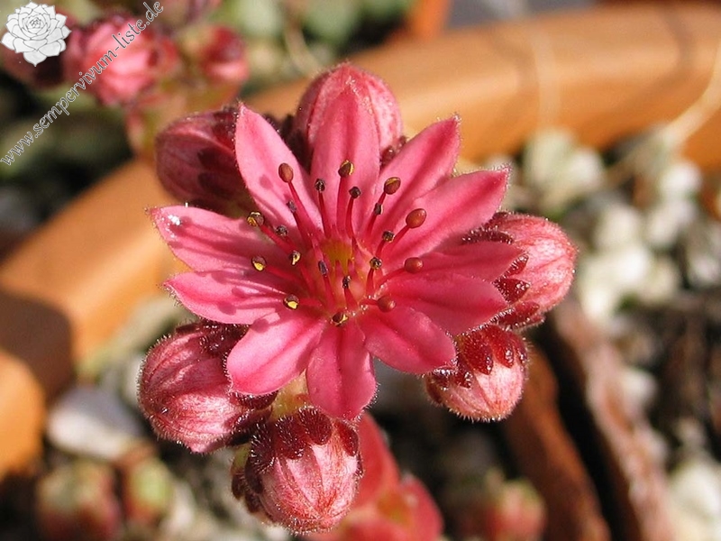 arachnoideum (zarubianum)