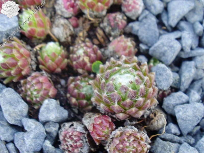 arachnoideum from Andorra