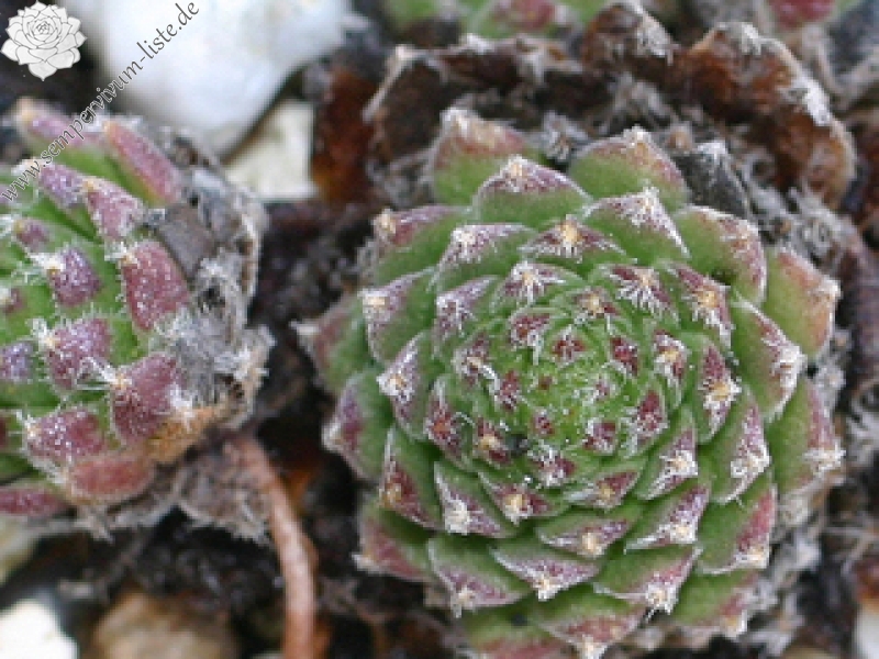 arachnoideum from Andorra