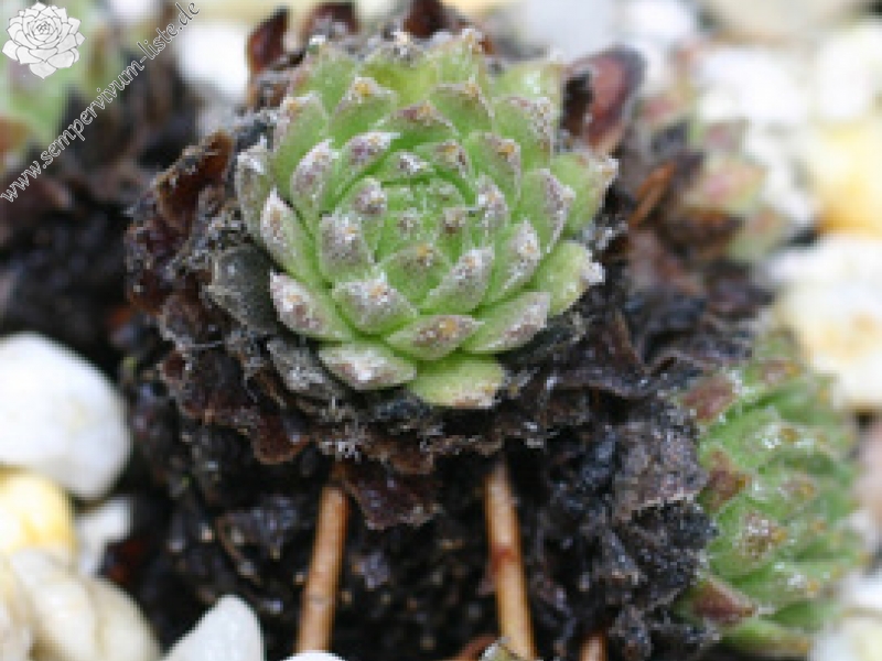 arachnoideum from Andorra