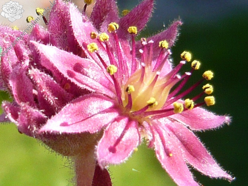 arachnoideum from Andorra
