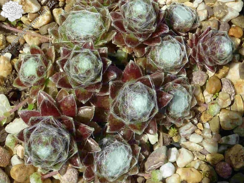 arachnoideum from Bettmeralp