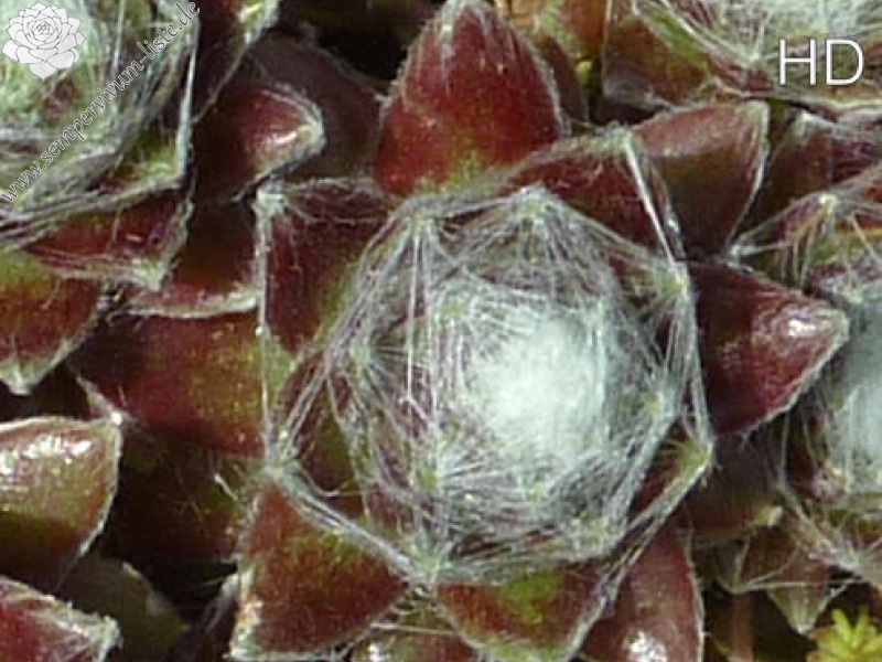 arachnoideum from Bettmeralp