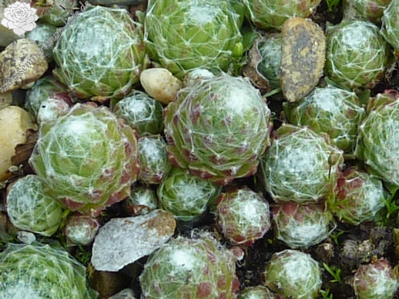 arachnoideum from Blatten