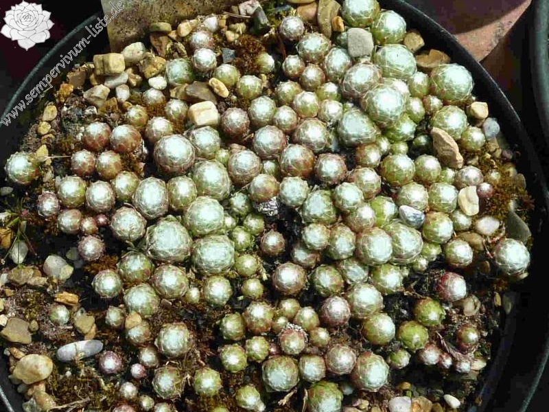 arachnoideum from Dolomites