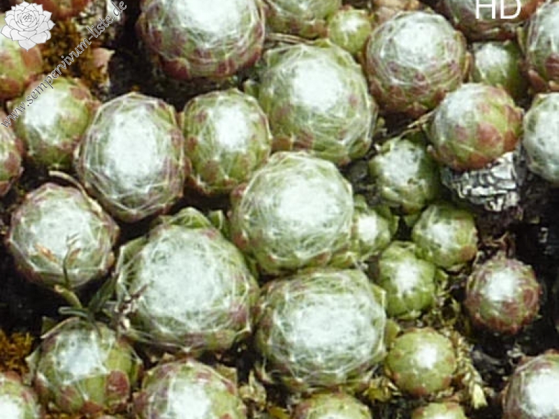 arachnoideum from Dolomites