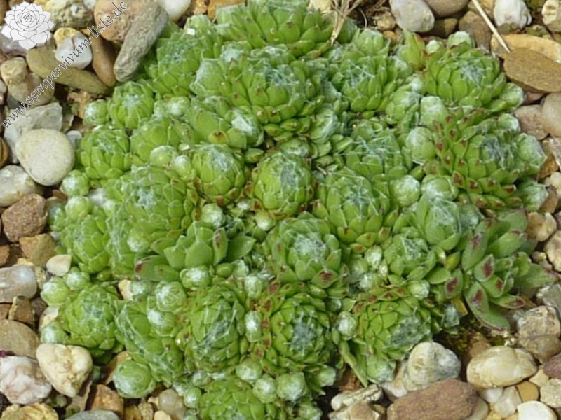 arachnoideum from Furggtal