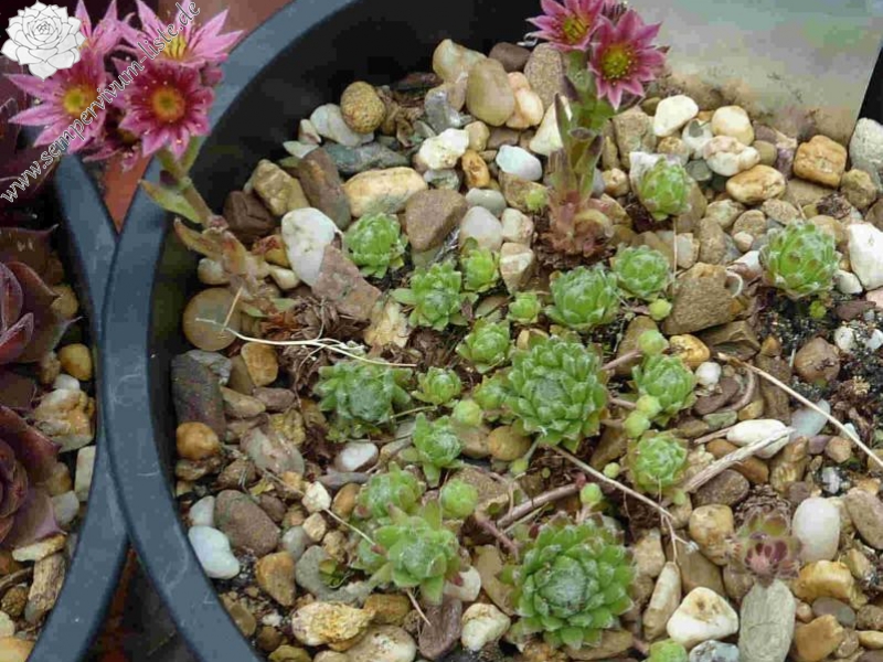 arachnoideum from Furkapass