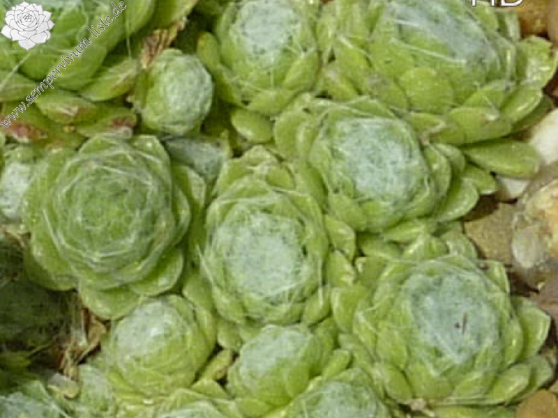 arachnoideum from Burg Valeria