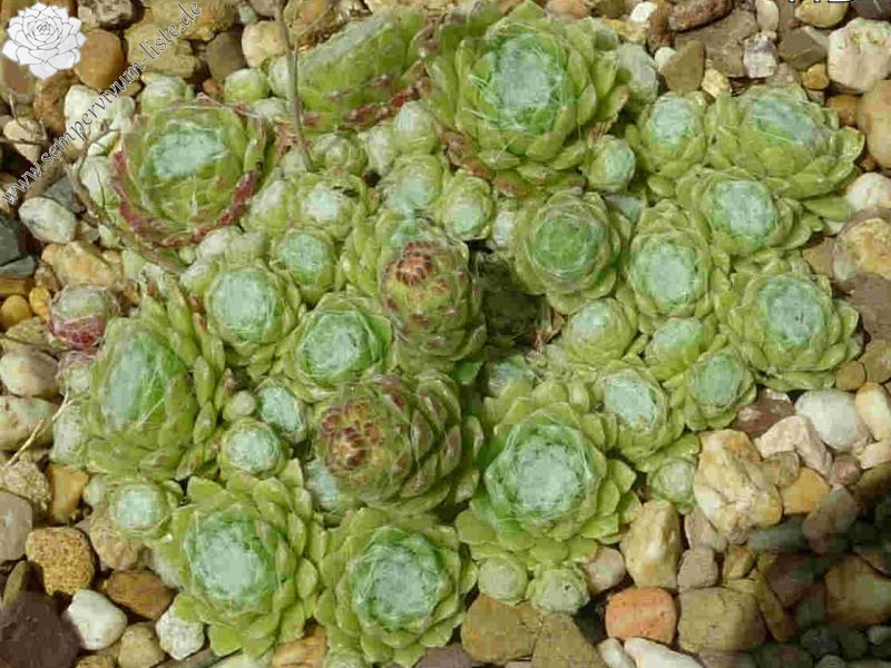 arachnoideum from Burg Valeria