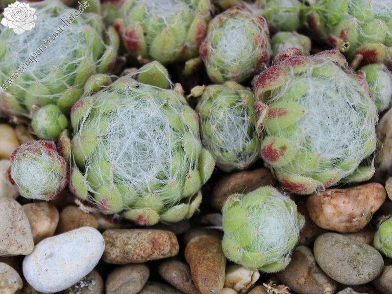 arachnoideum from Col de la Bonnette