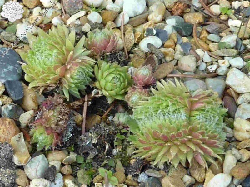 arachnoideum from Colle della Maddalena