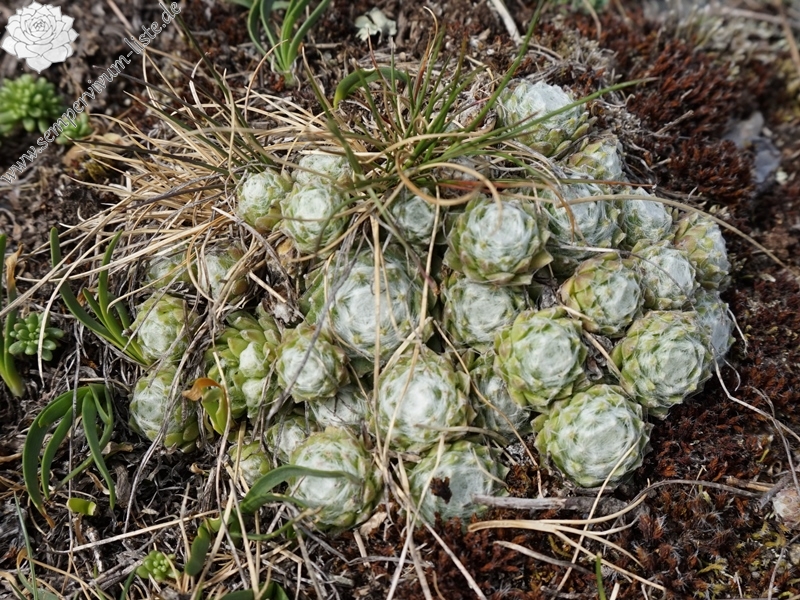 arachnoideum from Eisacktal, Feldthurns