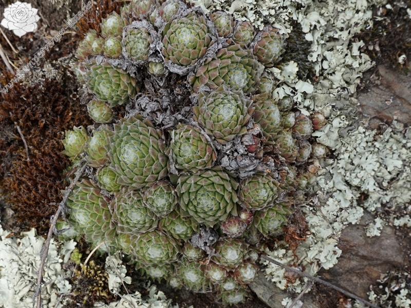arachnoideum from Eisacktal, Feldthurns
