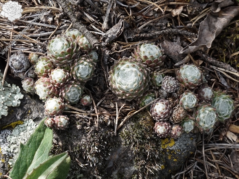 arachnoideum from Eisacktal, Feldthurns
