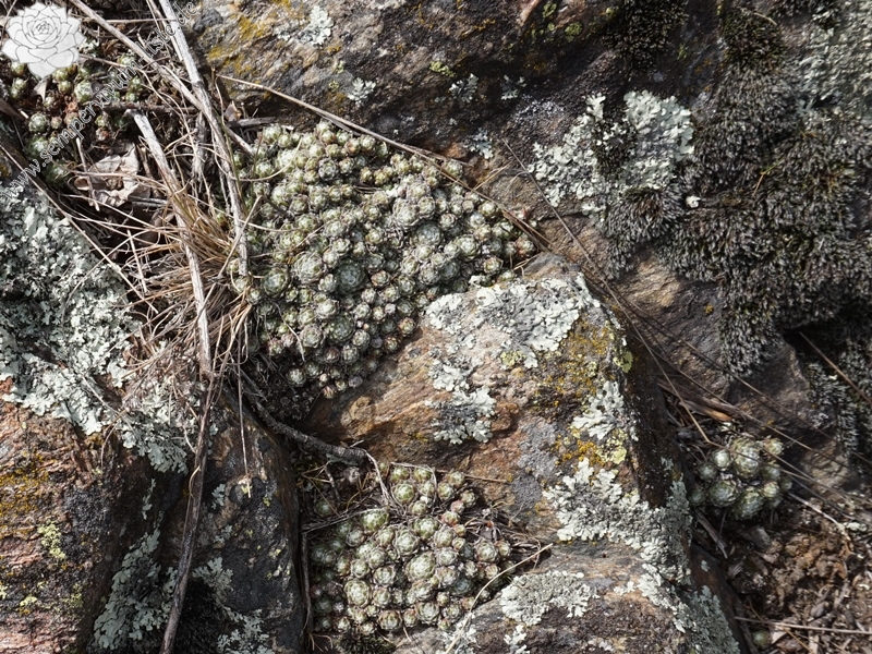 arachnoideum from Eisacktal, Feldthurns