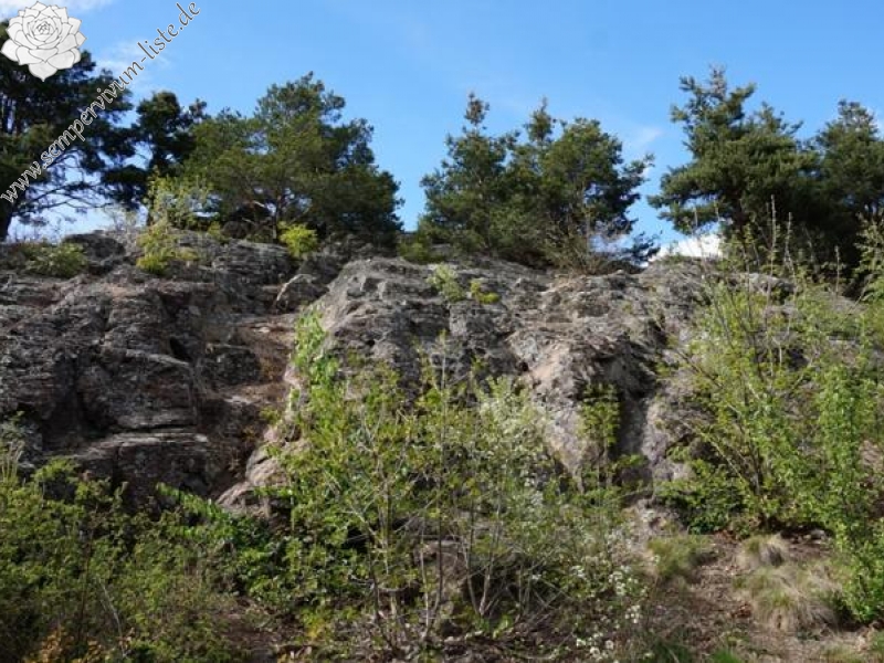 arachnoideum from Eisacktal, Feldthurns