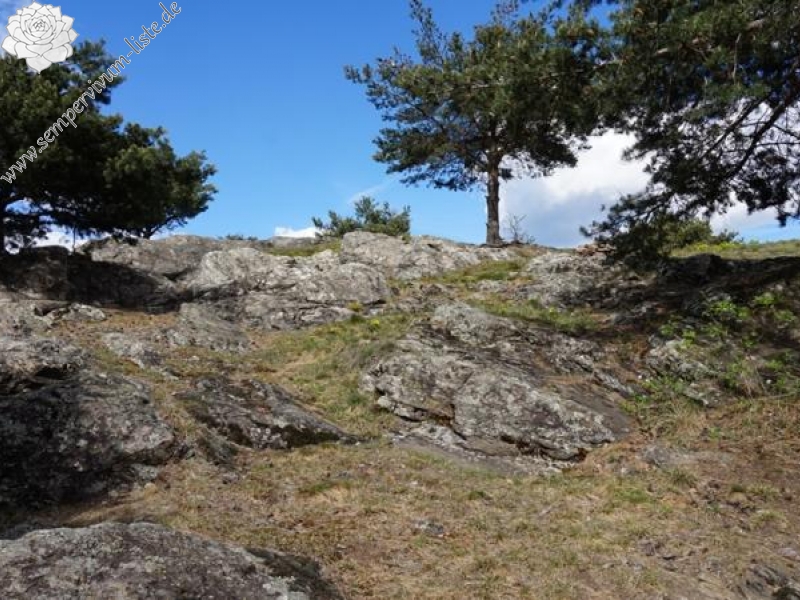 arachnoideum from Eisacktal, Feldthurns