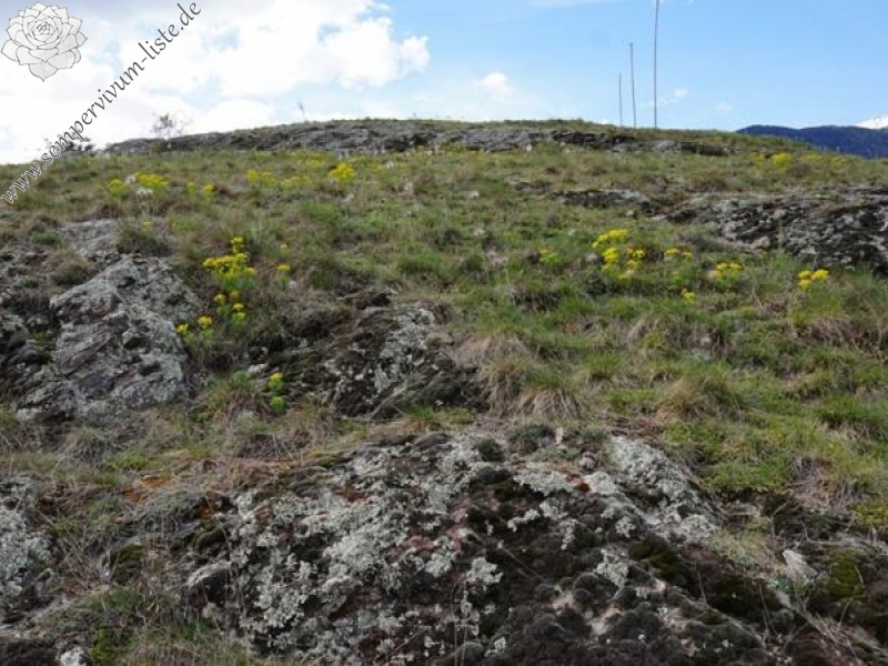 arachnoideum from Eisacktal, Feldthurns
