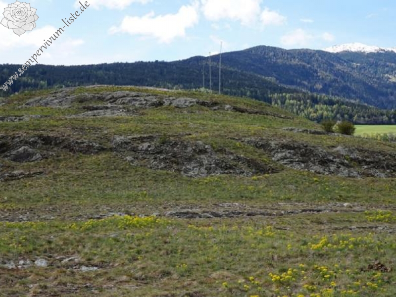 arachnoideum from Eisacktal, Feldthurns