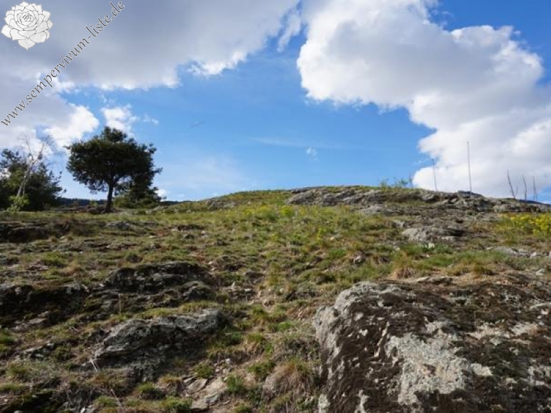 arachnoideum from Eisacktal, Feldthurns