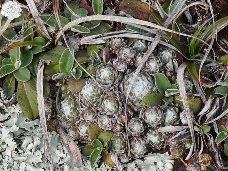 arachnoideum from Eisacktal, Feldthurns