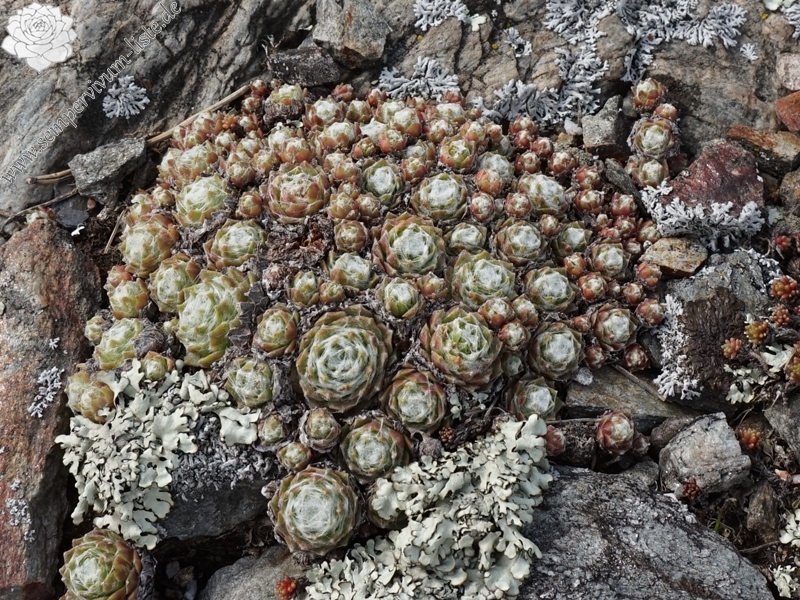 arachnoideum from Eisacktal, Feldthurns