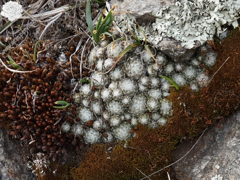 arachnoideum from Eisacktal, Feldthurns