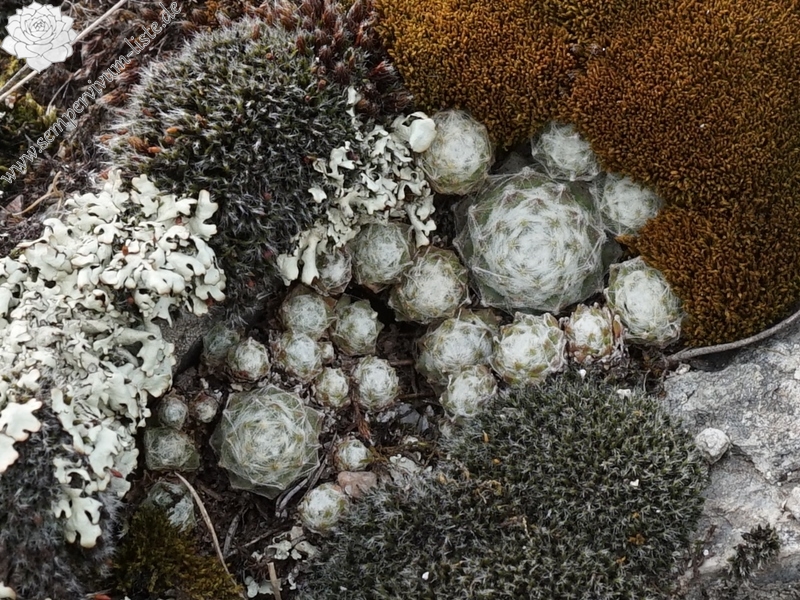 arachnoideum from Eisacktal, Feldthurns