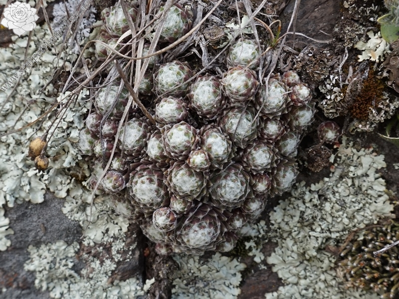 arachnoideum from Eisacktal, Feldthurns