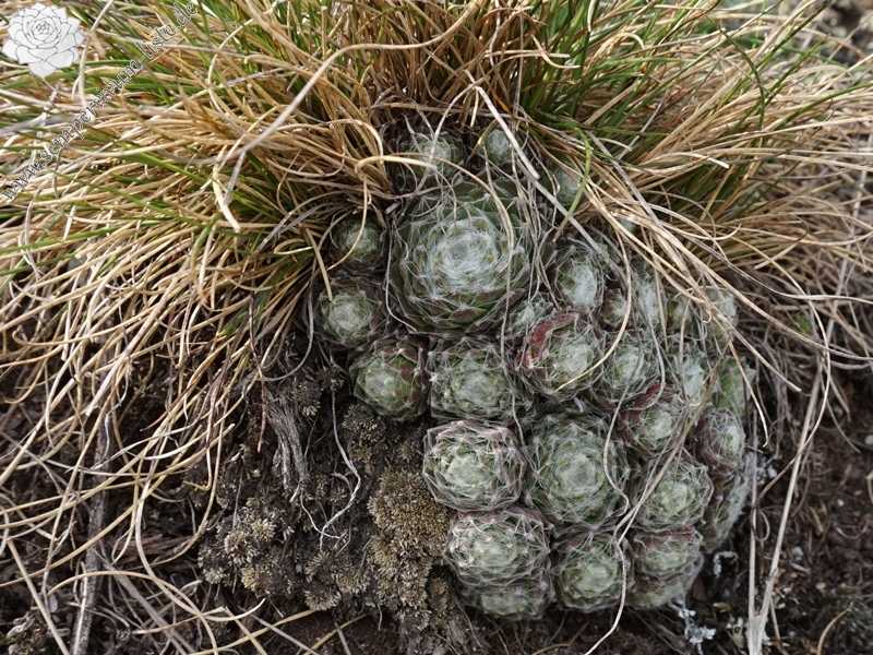 arachnoideum from Eisacktal, Feldthurns