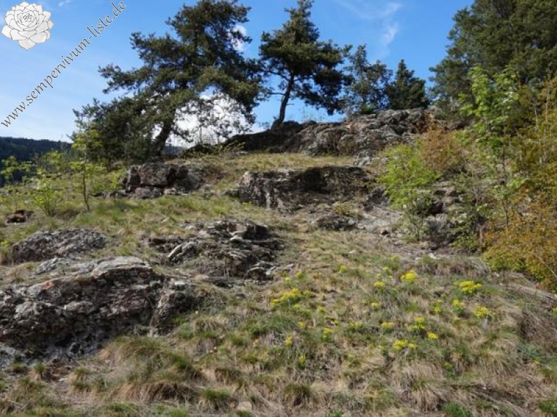 arachnoideum from Eisacktal, Feldthurns