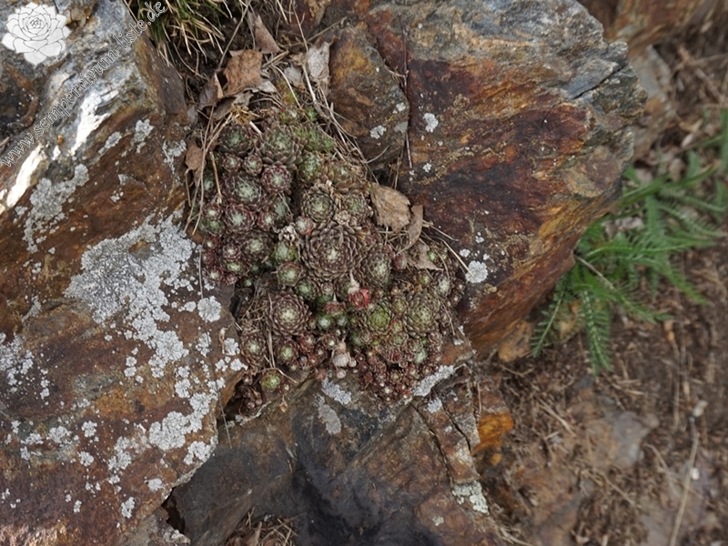 arachnoideum from Eisacktal, Garn