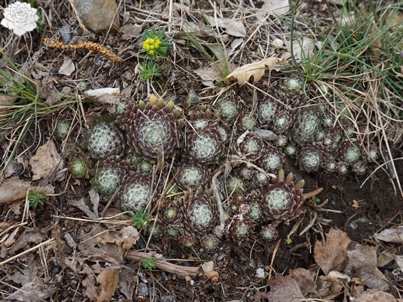 arachnoideum from Eisacktal, Garn