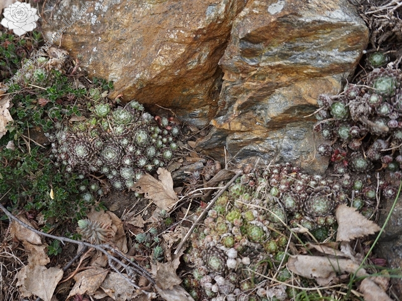 arachnoideum from Eisacktal, Garn