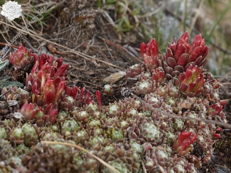 arachnoideum from Eisacktal, Garn