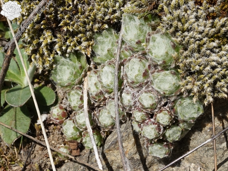 arachnoideum from Eisacktal, Keschtnweg