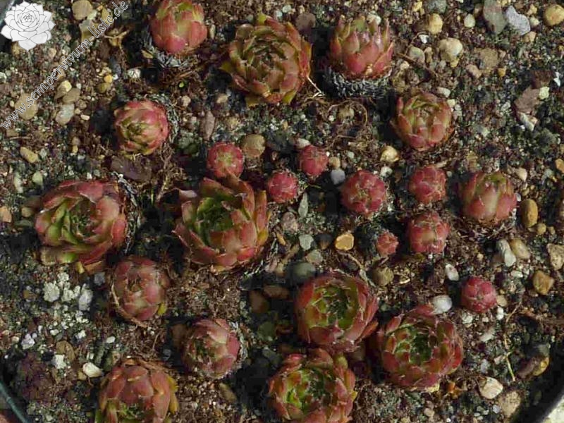 barbulatum (oligotrichum)